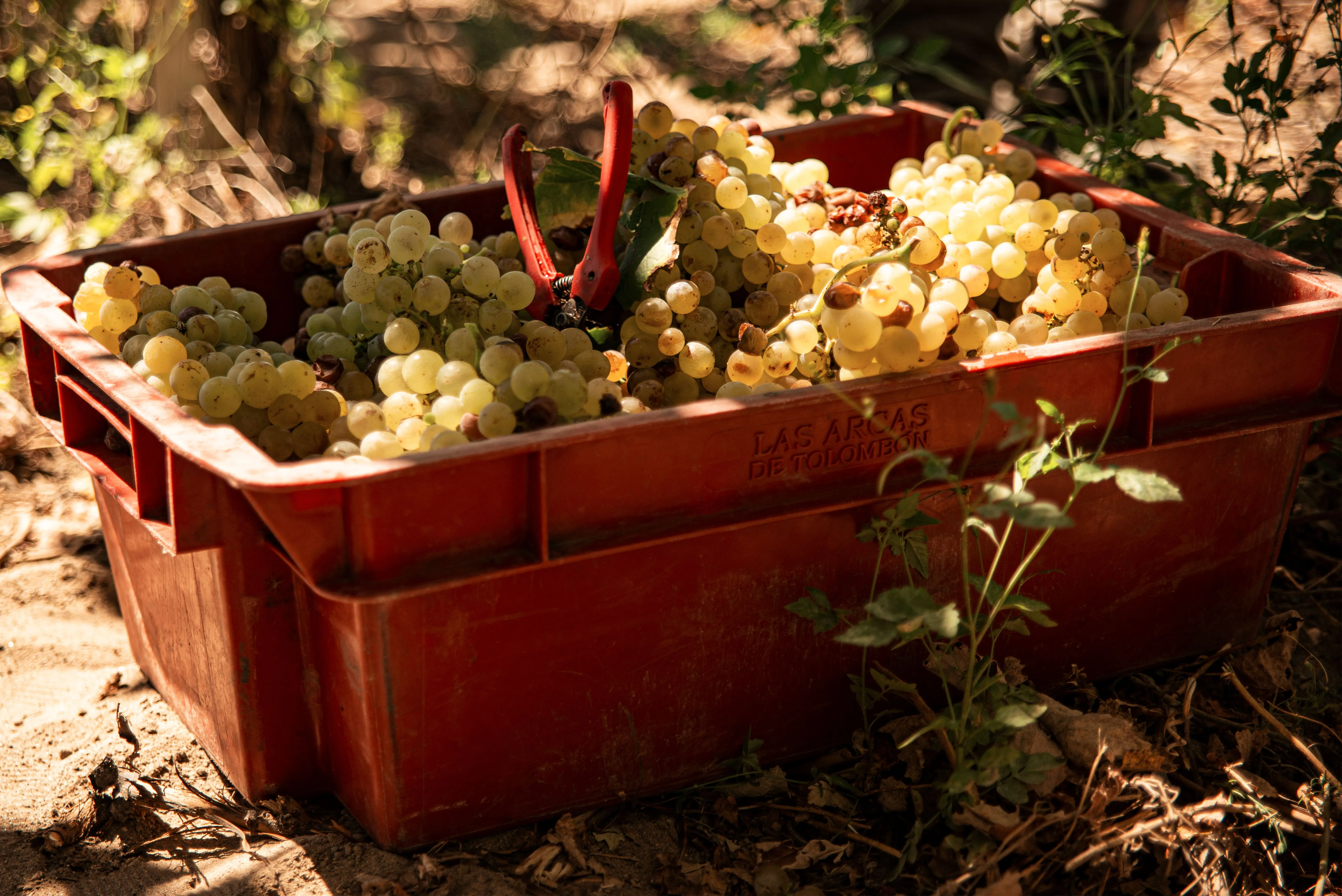 A close-up view of freshly harvested grapes in a red box outdoors, with sunlight casting shadows